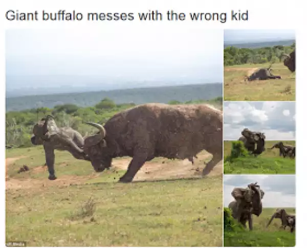This is what happens when a Buffalo messes with an Elephant